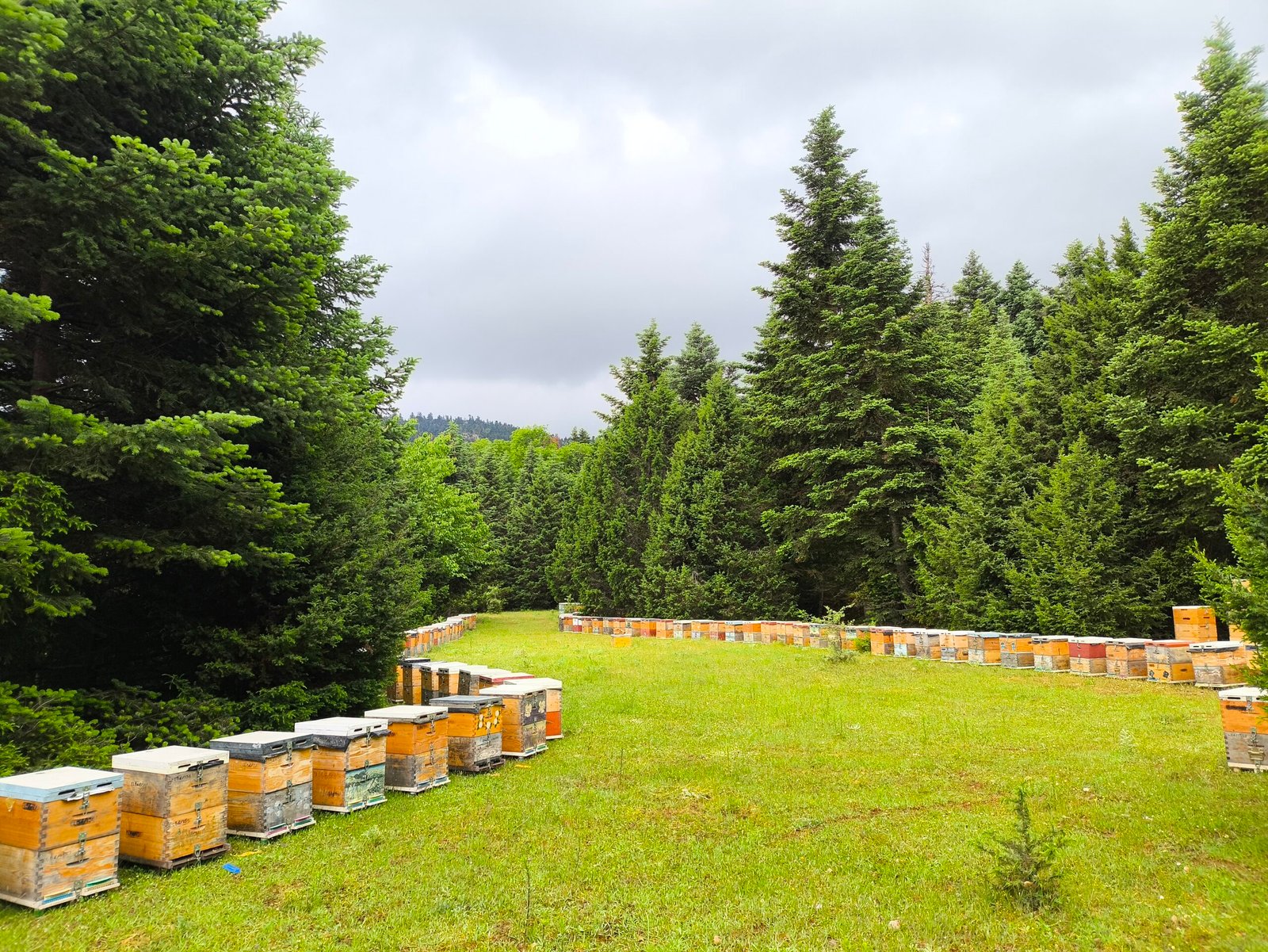 ΜΕΛΙΣΣΟΡΑΜΑ MELISSORAMA FIR HONEY 2025